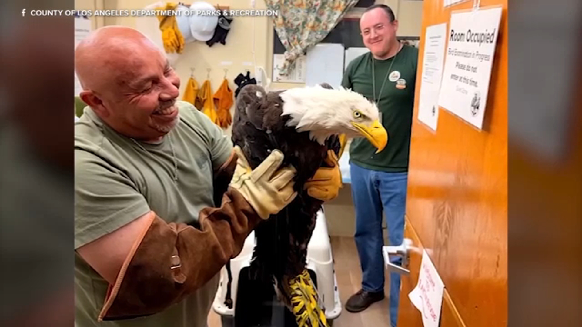 Injured bald eagle rescued after eagle-on-eagle fight; believed to be Big Bear's Jackie