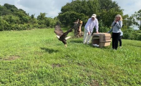 Bald eagle released near Houston after three months of medical care following injury