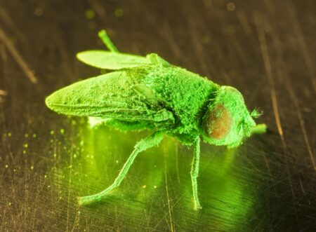 32 confirmed New World screwworm infestations: Texas tracker and what you need to know